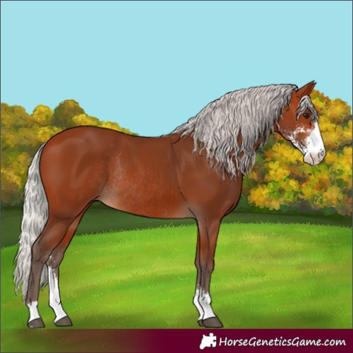 Horse Color:Silver Bay Sabino Rabicano 
