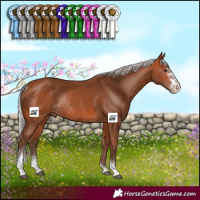 Horse Color:Silver Bay Sabino Rabicano 