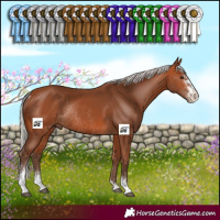 Horse Color:Silver Bay Sabino Rabicano