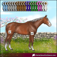 Horse Color:Silver Bay Sabino Rabicano 