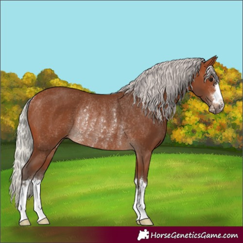 Horse Color:Silver Brown Rabicano 