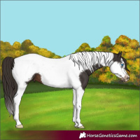 Horse Color:Liver Chestnut Tobiano Frame 