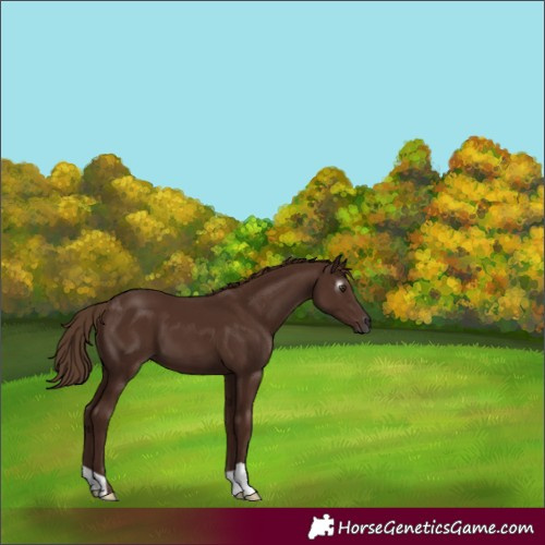 Horse Color:Gray Chestnut 