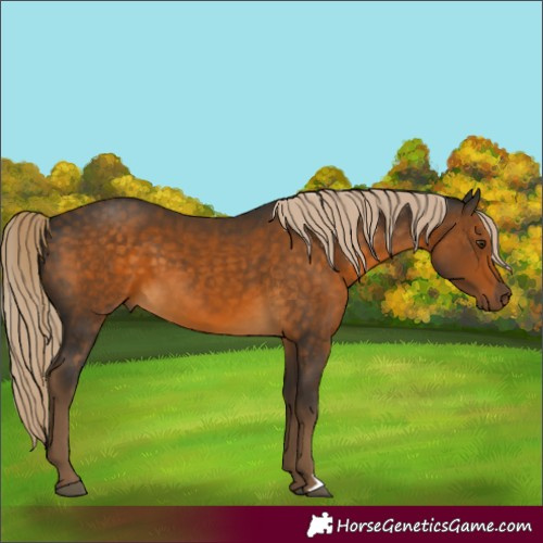 Horse Color:Chocolate Palomino 