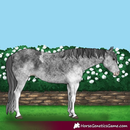 Horse Color:White Spotted Black