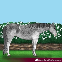 Horse Color:White Spotted Black 