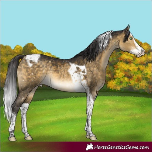 Horse Color:Buckskin Dun Splash Tobiano Appaloosa Rabicano 