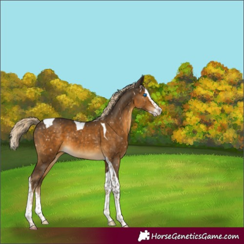 Horse Color:Chocolate Palomino Mushroom Splash Tobiano Snowflake Varnish 