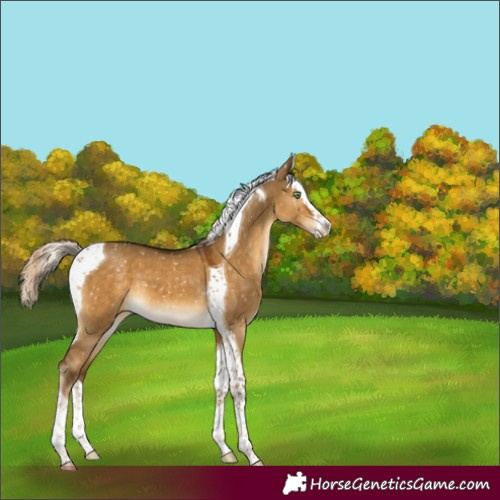 Horse Color:Chocolate Palomino Dun Splash Tobiano Snowflake Varnish
