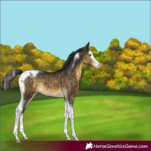 Horse Color:Buckskin Splash Tobiano Snowflake Varnish Rabicano 