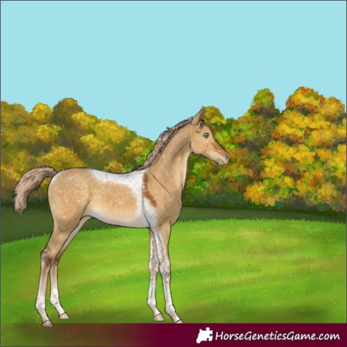 Horse Color:Chocolate Palomino Dun Tobiano Appaloosa 