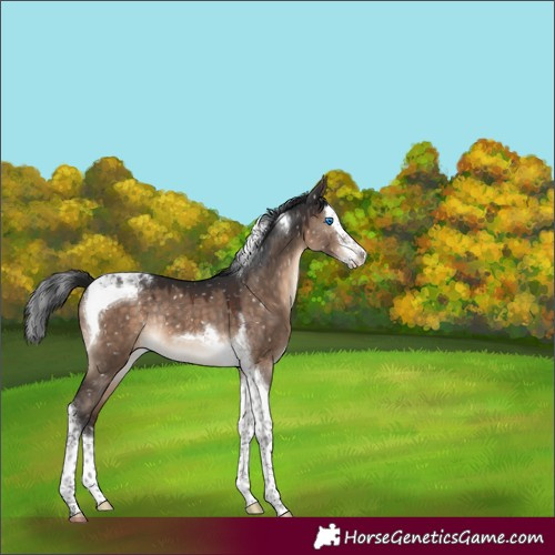 Horse Color:Brown Dun Splash Tobiano Snowflake VarnishRabicano 