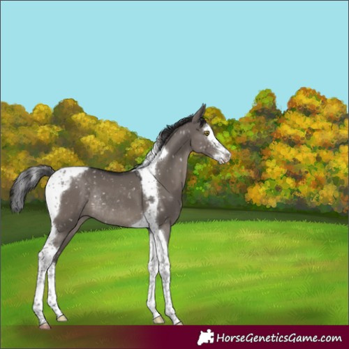 Horse Color:Smoky Grullo Splash Tobiano Appaloosa Rabicano 