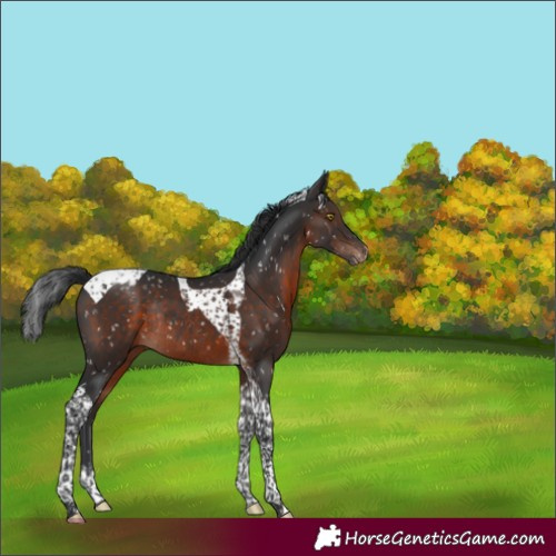 Horse Color:Brown Tobiano Snowcap Rabicano 