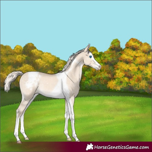 Horse Color:Cremello Dun Mushroom Splash Tobiano Appaloosa Rabicano 