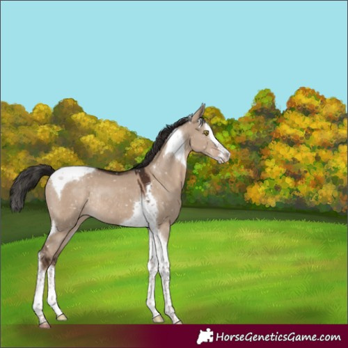 Horse Color:Liver Red Dun Splash Tobiano Snowflake VarnishRabicano 