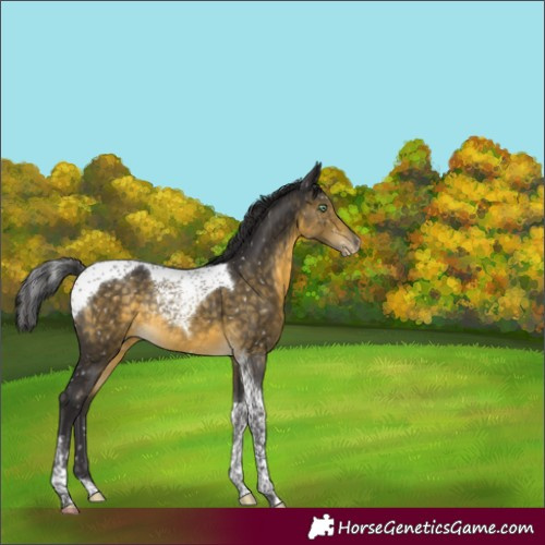 Horse Color:Buckskin Mushroom Tobiano Snowflake VarnishRabicano 