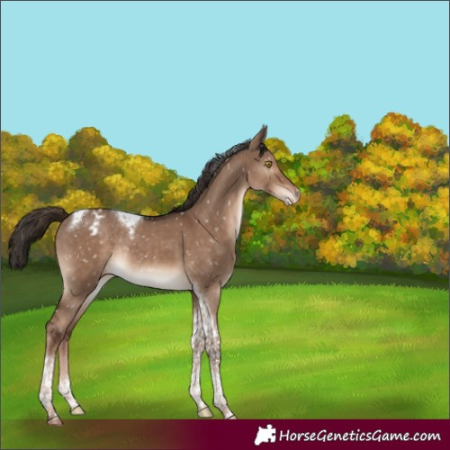 Horse Color:Liver Red Dun Tobiano Snowflake VarnishRabicano 