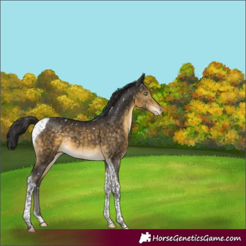 Horse Color:Buckskin Tobiano Snowflake VarnishRabicano 