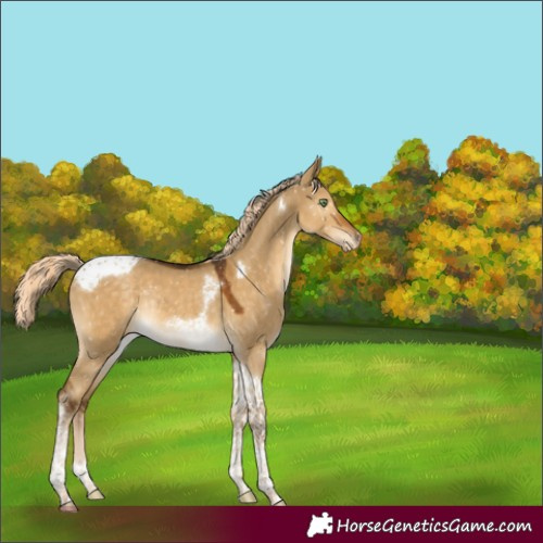 Horse Color:Chocolate Palomino Dun Tobiano Appaloosa Rabicano 