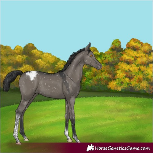 Horse Color:Grullo Tobiano Appaloosa 
