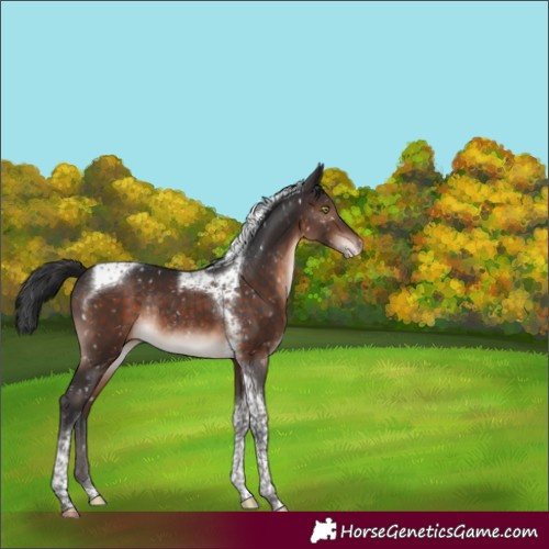 Horse Color:Brown Mushroom Tobiano Appaloosa Rabicano 