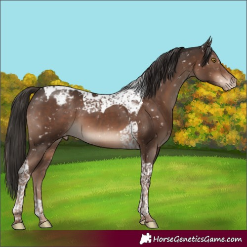 Horse Color:Liver Chestnut Tobiano Appaloosa 