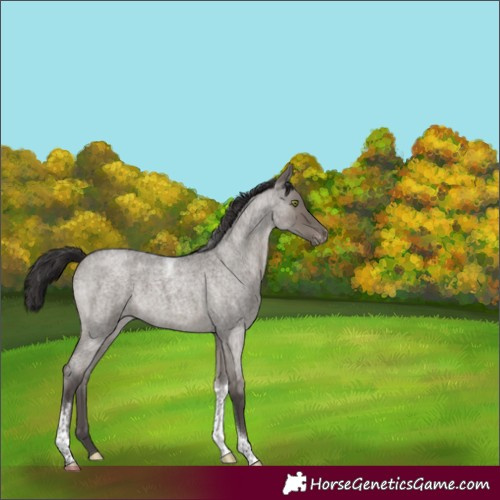 Horse Color:Smoky Grullo Roan Tobiano Varnish Rabicano 