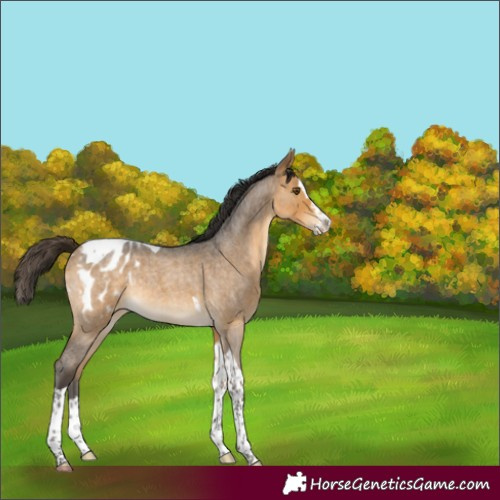 Horse Color:Buckskin Roan Splash Tobiano Blanket Rabicano 