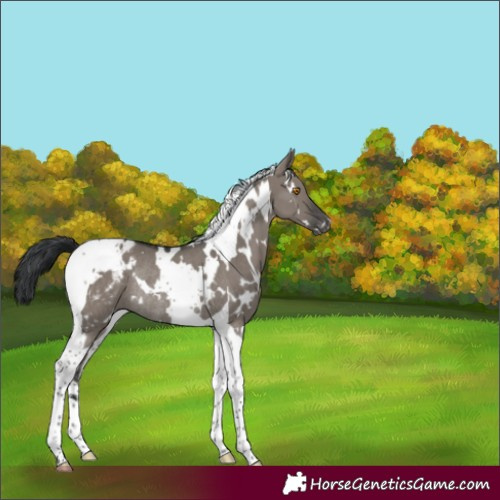 Horse Color:White Spotted Grullo Tobiano Appaloosa Rabicano 