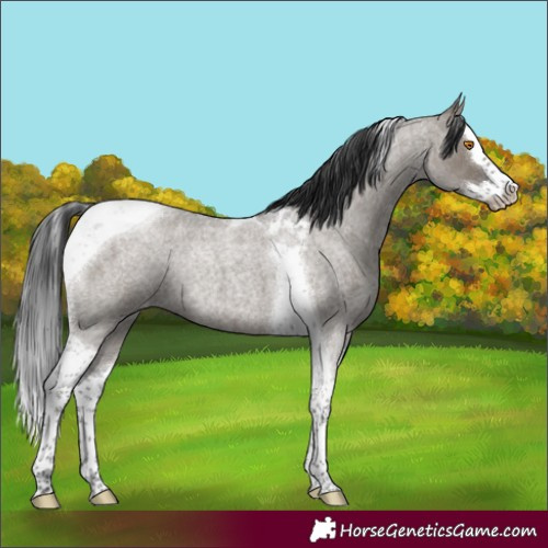 Horse Color:Grullo Roan Splash Tobiano Varnish Rabicano 