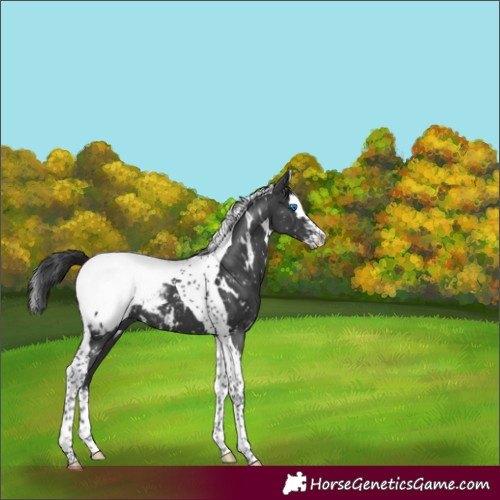 Horse Color:White Spotted Black Splash Tobiano Snowcap 