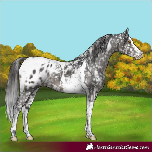 Horse Color:White Spotted Black Splash Tobiano Blanket 