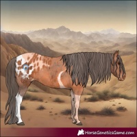 Horse Color:Bay Tobiano Appaloosa 