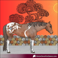 Horse Color:Bay Tobiano Appaloosa 