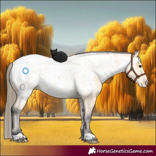 Horse Color:Unknown 