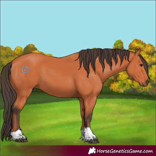 Horse Color:Bay Tobiano 