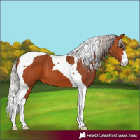 Horse Color:Silver Bay Tobiano