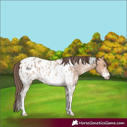 Horse Color:Amber Champagne Sabino Tobiano Appaloosa and Amber Champagne Sabino Tobiano Appaloosa