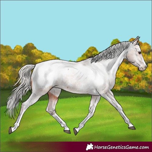 Horse Color:Silver Brown Appaloosa