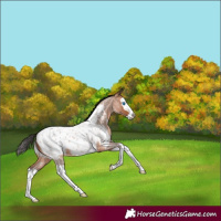 Horse Color:Bay Roan Splash Appaloosa 