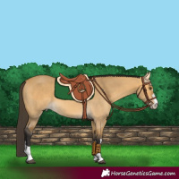 Horse Color:Buckskin Dun 