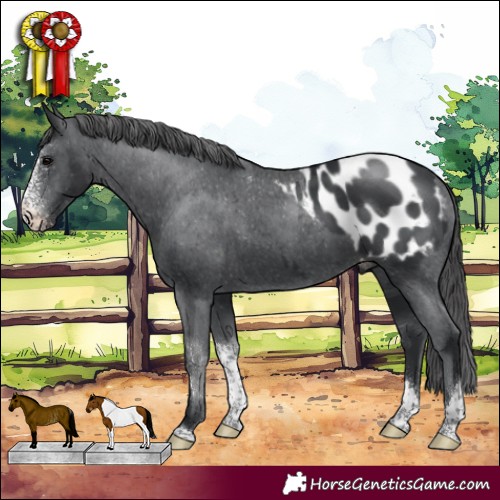 Horse Color:Black Sabino Tobiano Blanket Rabicano 