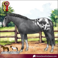 Horse Color:Black Sabino Tobiano Blanket Rabicano 