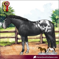 Horse Color:Black Sabino Tobiano Appaloosa Rabicano 