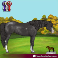 Horse Color:Smoky Black Sabino Tobiano Rabicano 