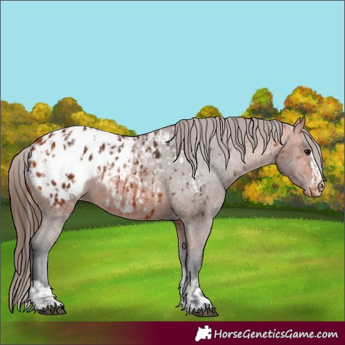 Horse Color:Bay Appaloosa  and Bay Appaloosa 