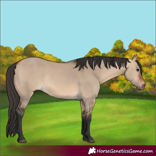 Horse Color:Bay Dun 