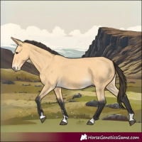 Horse Color:Buckskin 