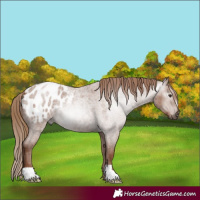 Horse Color:Gray Red Roan Appaloosa 